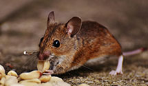 24 Hour & Emergency Exterminators in Mich City, IN